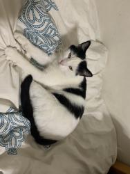 Lost Male Cat last seen Oxnard St. and Fallbrook Ave, Los Angeles, CA 91367