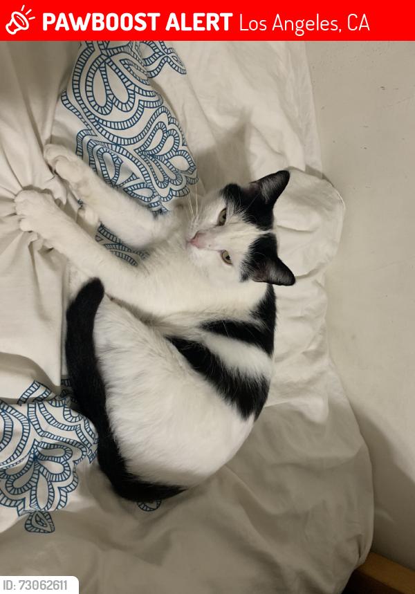 Lost Male Cat last seen Oxnard St. and Fallbrook Ave, Los Angeles, CA 91367