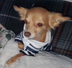 Lost Female Dog last seen Watts towers, Los Angeles, CA 90059