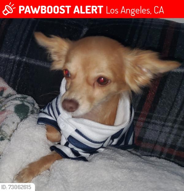 Lost Female Dog last seen Watts towers, Los Angeles, CA 90059
