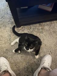 Found/Stray Unknown Cat last seen Near Harbor Ave, Nashua, NH 03060