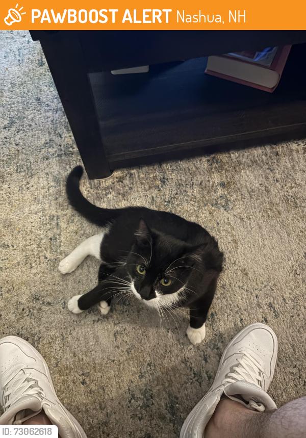 Found/Stray Unknown Cat last seen Near Harbor Ave, Nashua, NH 03060