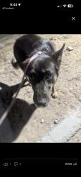 Found/Stray Female Dog last seen Scott Robinson and Gowna, North Las Vegas, NV 89032