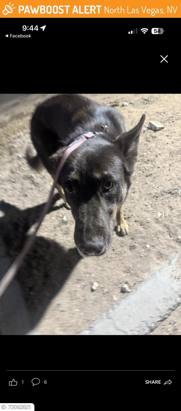 Found/Stray Female Dog last seen Scott Robinson and Gowna, North Las Vegas, NV 89032