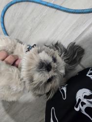 Found/Stray Unknown Dog last seen Cardinal and Valencia, Tucson, AZ 85746