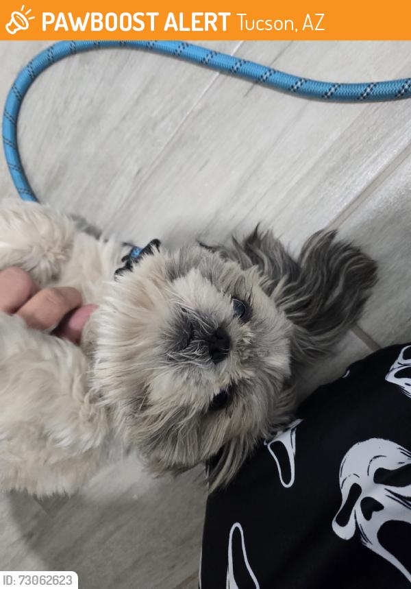 Found/Stray Unknown Dog last seen Cardinal and Valencia, Tucson, AZ 85746