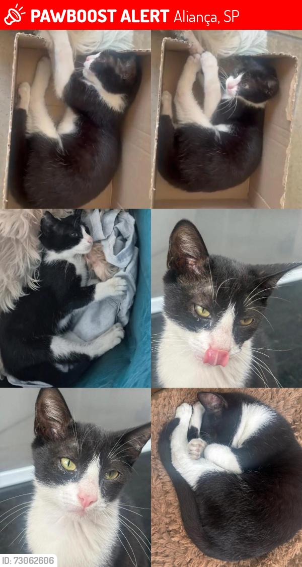 Lost Male Cat last seen Rua Jaguarão, Rua presidente Costa e Silva, Rua João Ventura dos Santos, Aliança, SP 06250