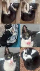 Lost Male Cat last seen Rua Jaguarão, Rua presidente Costa e Silva, Rua João Ventura dos Santos, Aliança, SP 06250