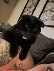 Lost Female Cat last seen Utah + Cornwell, Yukon, OK 73099