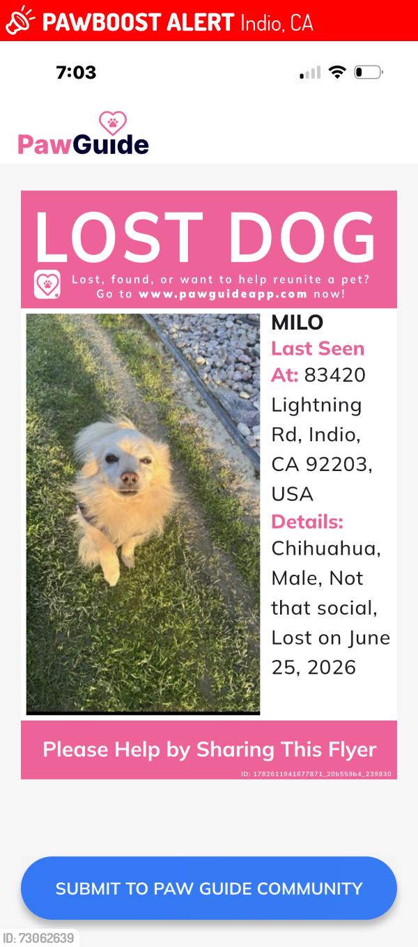 Lost Male Dog last seen Lightning rd indio 92293, Indio, CA 92203