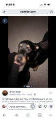 Found/Stray Male Dog last seen Wimbledon Park, Arlington, TX 76017