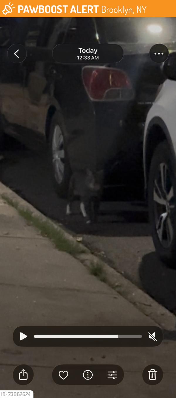 Found/Stray Unknown Cat last seen Judge and Powers, Brooklyn, NY 11211