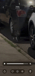 Found/Stray Unknown Cat last seen Judge and Powers, Brooklyn, NY 11211