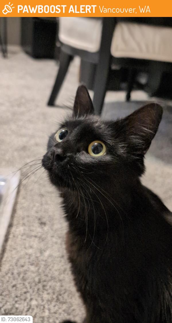 Found/Stray Female Cat last seen NE 131st Way & NE 170th pl, Vancouver, WA 98682