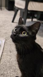 Found/Stray Female Cat last seen NE 131st Way & NE 170th pl, Vancouver, WA 98682