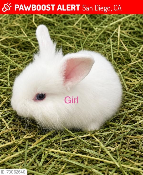Lost Female Rabbit last seen On newton ave between 29th & 30th street she was under my green truck  , San Diego, CA 92113