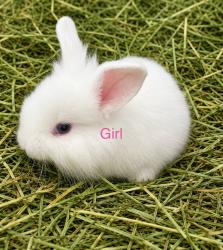 Lost Female Rabbit last seen On newton ave between 29th & 30th street she was under my green truck  , San Diego, CA 92113