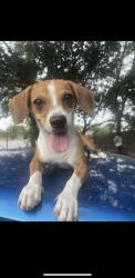 Lost Male Dog last seen Deborah st and 5th street, Houston, TX 77064