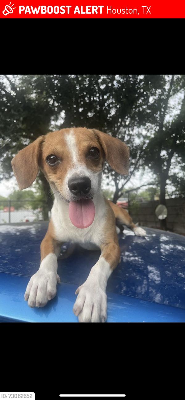 Lost Male Dog last seen Deborah st and 5th street, Houston, TX 77064