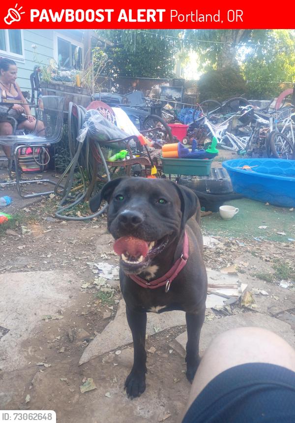 Lost Female Dog last seen Near and se Ramona, Portland, OR 97206