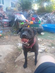 Lost Female Dog last seen Near and se Ramona, Portland, OR 97206