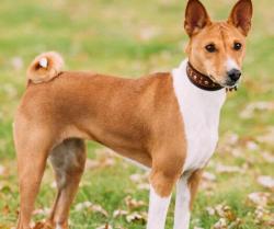 Lost Male Dog last seen E side Mahomet, near Jimmy Johns, Mahomet, IL 61853