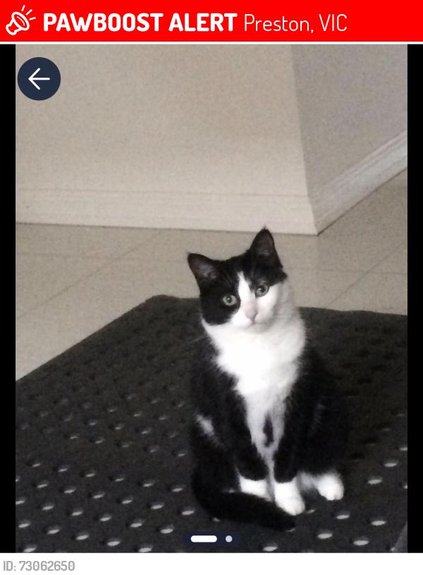 Lost Female Cat last seen High street, Preston, VIC 3072