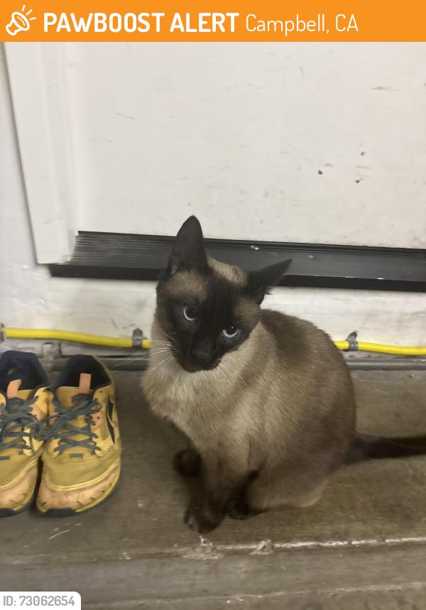 Found/Stray Unknown Cat last seen central park drive, Campbell, CA 95008