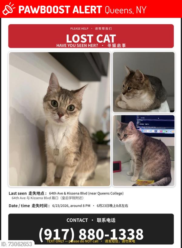 Lost Female Cat last seen Kissena and 64th Ave , Queens, NY 11367