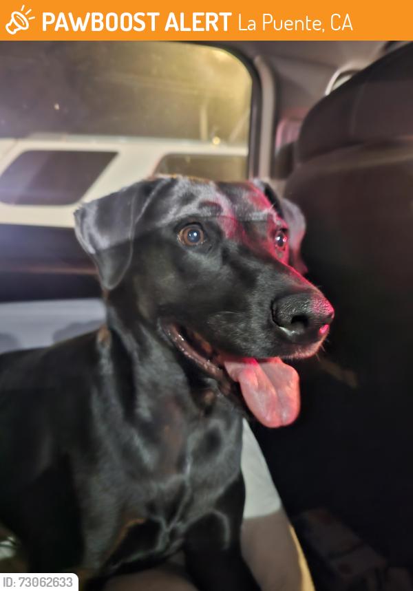 Found/Stray Female Dog last seen Turnbull canyon road right in front of Hacienda heights community center, La Puente, CA 91745