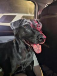 Found/Stray Female Dog last seen Turnbull canyon road right in front of Hacienda heights community center, La Puente, CA 91745