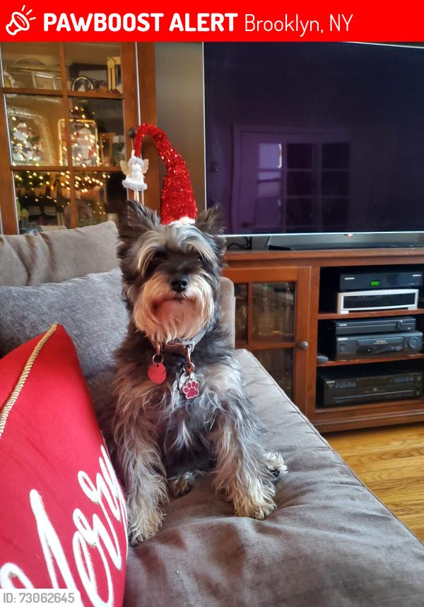 Lost Female Dog last seen Near Bay 20th street  Crospey avenue , Brooklyn, NY 11214