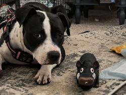 Lost Female Dog last seen 3rd and pine, Seattle, WA 98101