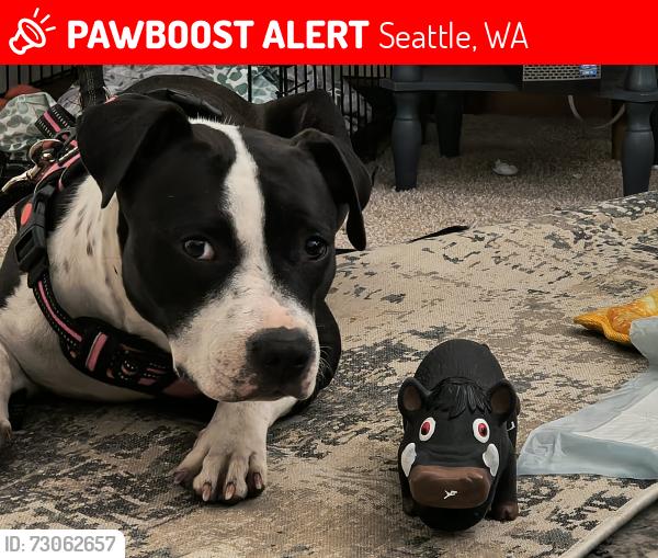 Lost Female Dog last seen 3rd and pine, Seattle, WA 98101