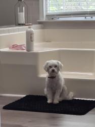 Reunited Female Dog last seen Russell road, Lawrenceville, GA 30043