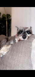 Lost Female Dog last seen Near bay 20th , Brooklyn, NY 11214