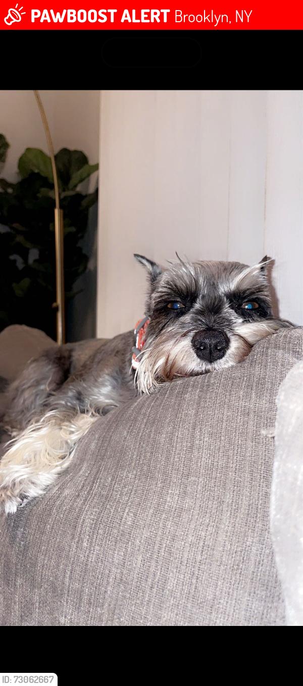 Lost Female Dog last seen Near bay 20th , Brooklyn, NY 11214