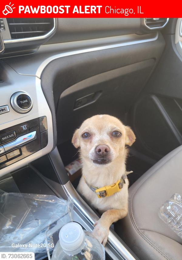 Lost Female Dog last seen 76th morgan, Chicago, IL 60620