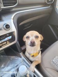 Lost Female Dog last seen 76th morgan, Chicago, IL 60620