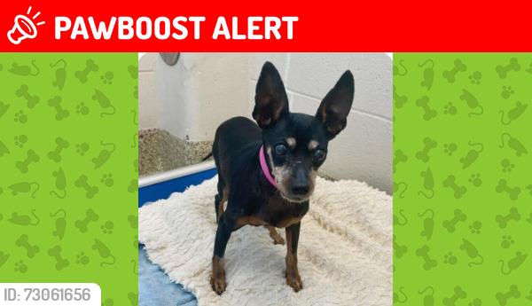 Lost Female Dog last seen near Garden of the Gods and Centennial, Colorado Springs, CO 80907