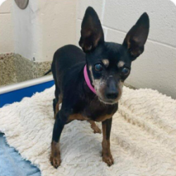 Lost Female Dog last seen near Garden of the Gods and Centennial, Colorado Springs, CO 80907