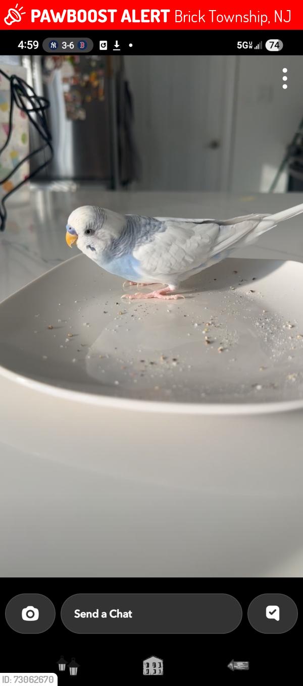 Lost Male Bird last seen Rt. 88, Brick Township, NJ 08724
