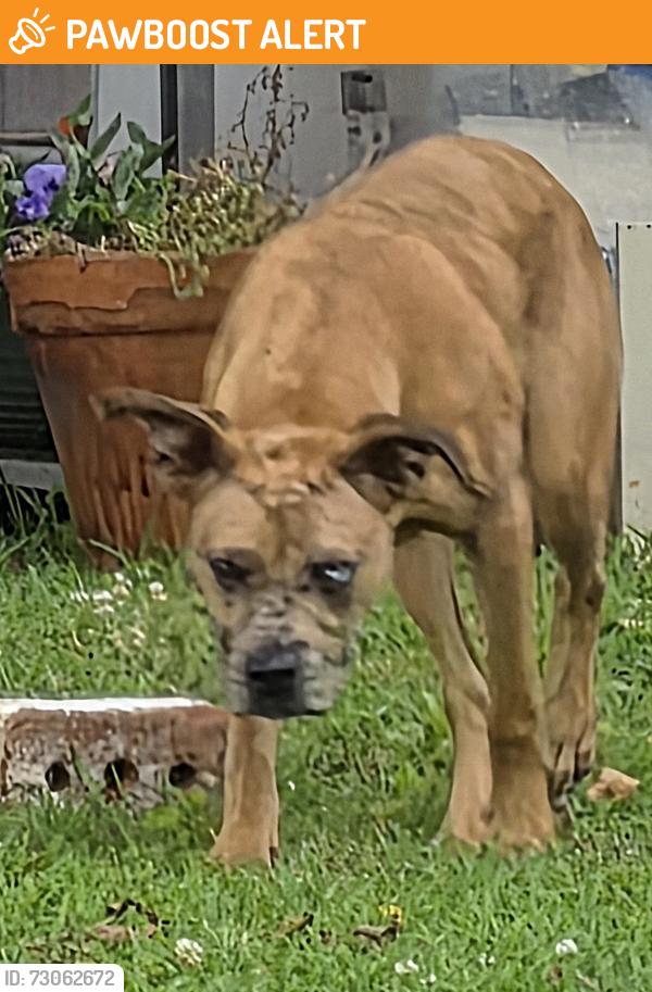 Found/Stray Male Dog last seen Dickerson Road Anderson SC , Anderson County, SC 29626