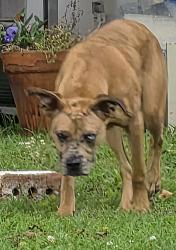 Found/Stray Male Dog last seen Dickerson Road Anderson SC , Anderson County, SC 29626