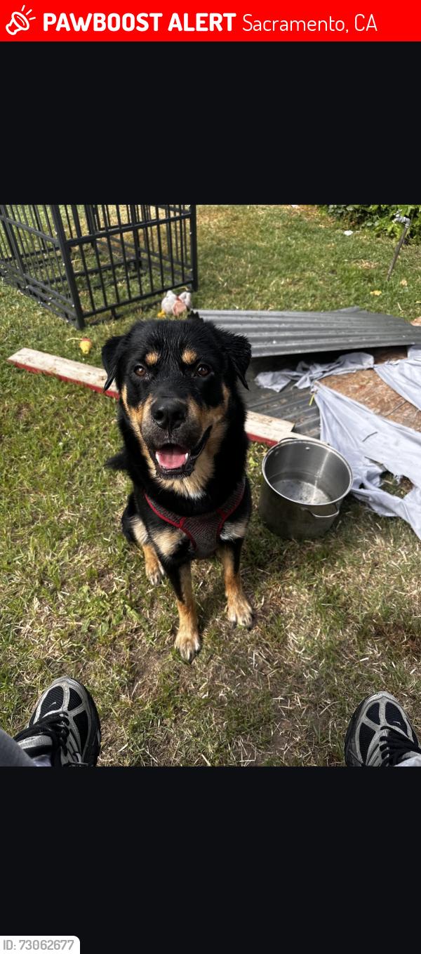 Lost Male Dog last seen Marconi Ave, Sacramento, CA 95815
