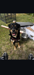 Lost Male Dog last seen Marconi Ave, Sacramento, CA 95815
