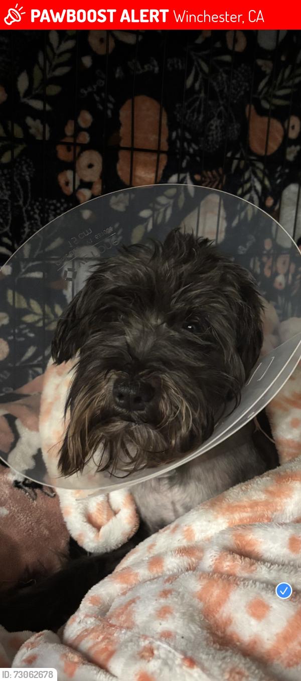 Lost Male Dog last seen Near Desperado Court Winchester 92596, Winchester, CA 92596