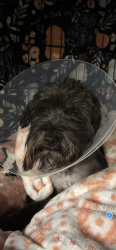 Lost Male Dog last seen Near Desperado Court Winchester 92596, Winchester, CA 92596