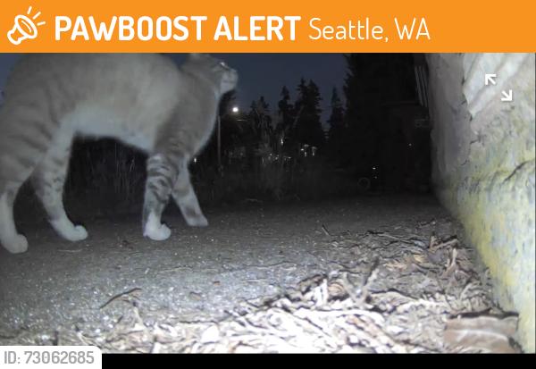 Found/Stray Unknown Cat last seen 6th and 122nd NW, Seattle, WA 98177