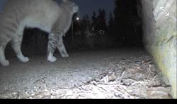 Found/Stray Unknown Cat last seen 6th and 122nd NW, Seattle, WA 98177